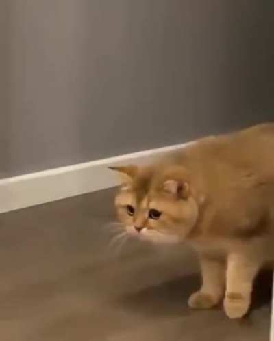 This poor cat