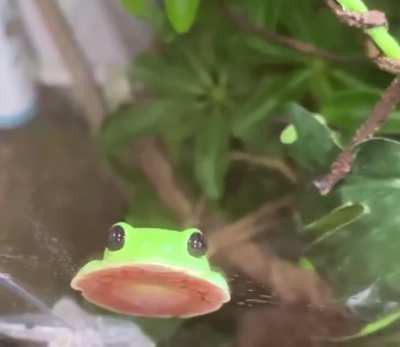 Frog loaf