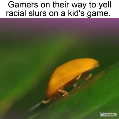 What bug is it?