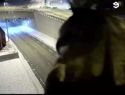 Owl Traffic Report