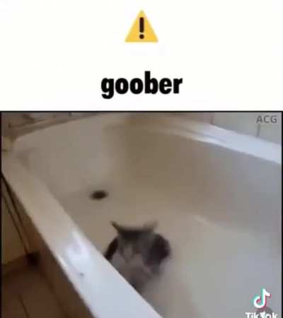 🐈