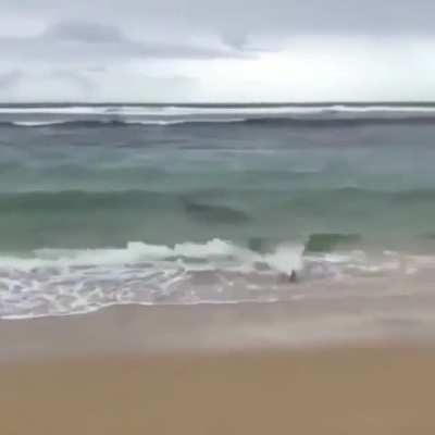 The seals reaction when he just wanted a fish