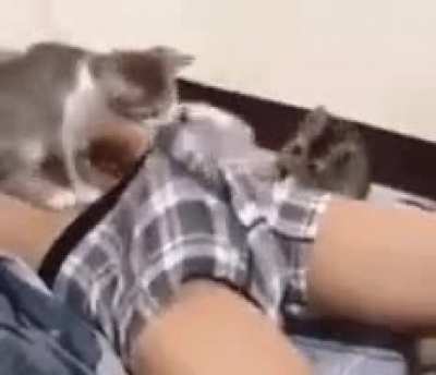 What da cat doin?