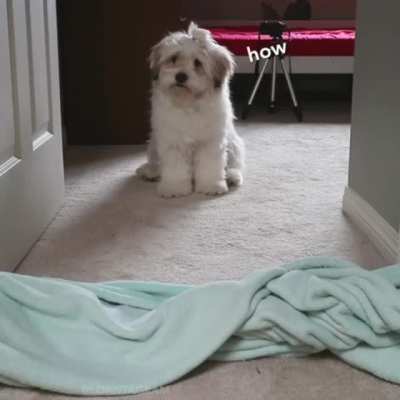 Bamboozled again.