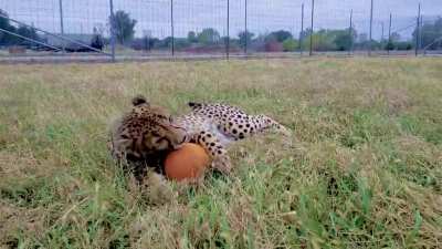 Posting cheetah pics every day until I run out &mdash; Day 66 &mdash; pumpkin