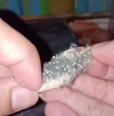 que lindo