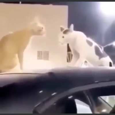 &bull;_&bull;