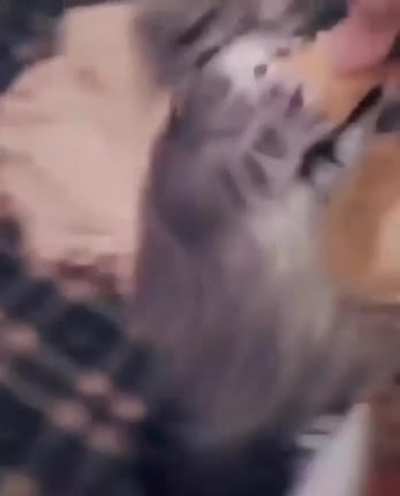 El gato parece que no comi&oacute; hace 3 d&iacute;as