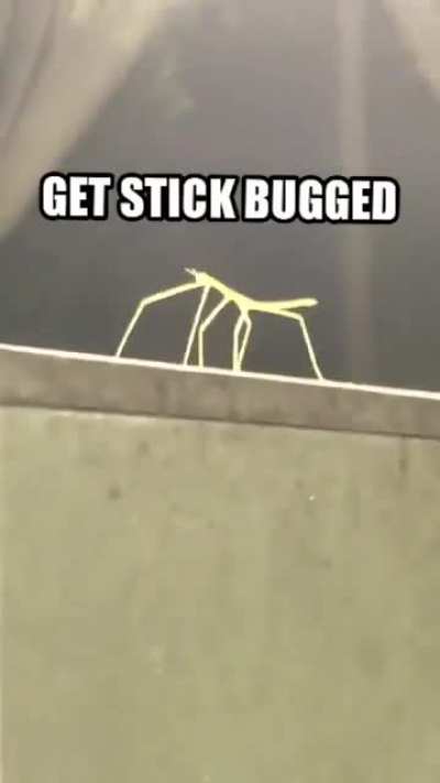 Gottem_irl