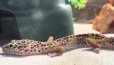 Update 4: Lazarus