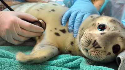 You&rsquo;ve likely just seen the most vile thing imaginable, take a break &amp;amp; look at this seal.