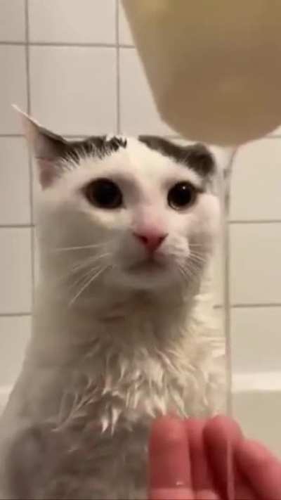 cat bath