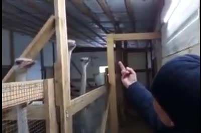 the ostrich