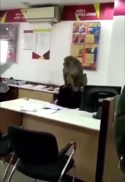 Least friendly Indian monkey