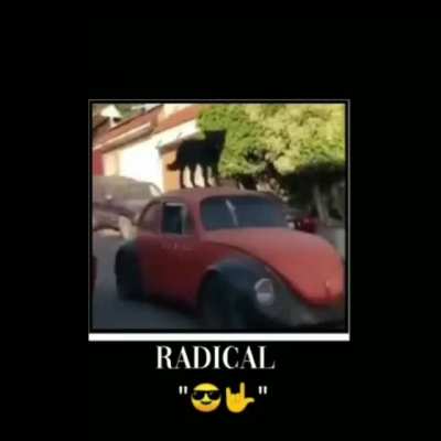 🐕🤟