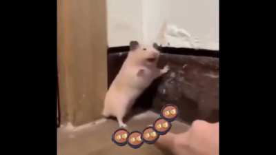 Dubu Panic Moment
