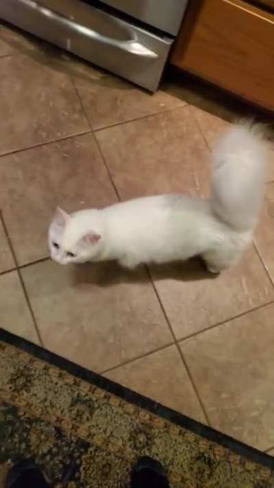Nimbus had a lot to say about finding me in the kitchen and not making her food
