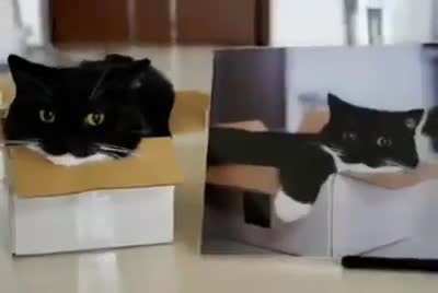 cate