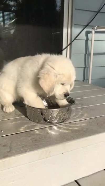 Little dude learning to drink water