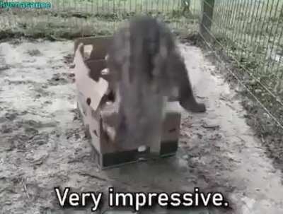 box_irl