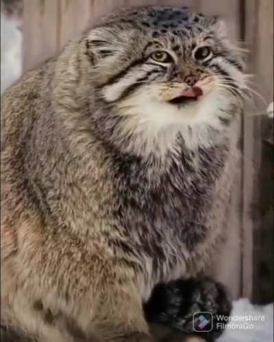 Some prime fluffy scrunge
