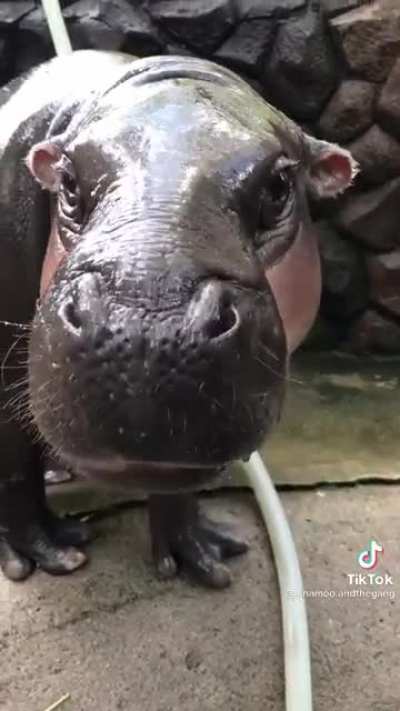 MAAU - Video #1630