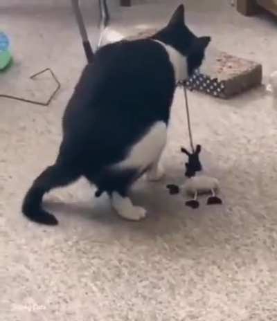 Warning: cat.exe has suffered an error and will now restart.