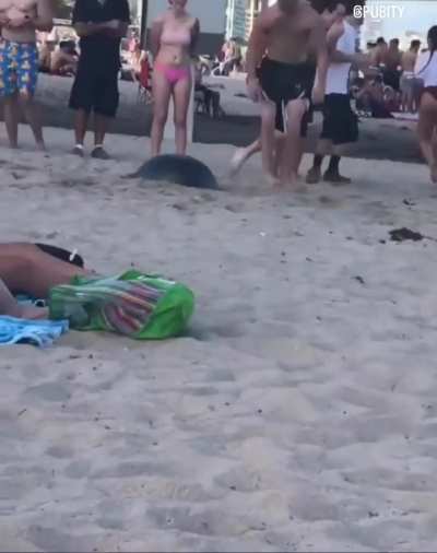 Beach scorpion