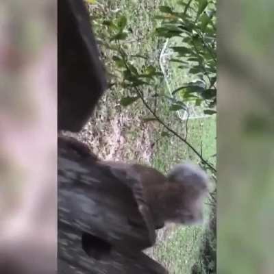 Thanks, I hate squirrel stuck in fence by his nutsack