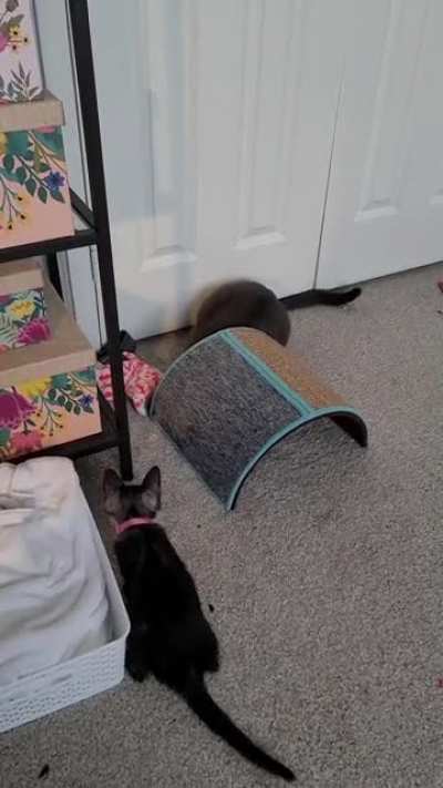 Gotcha! Twice!!