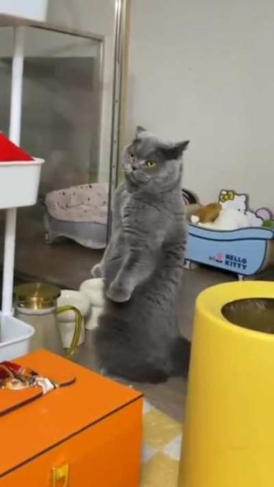 "I am Cat, see me rise...."