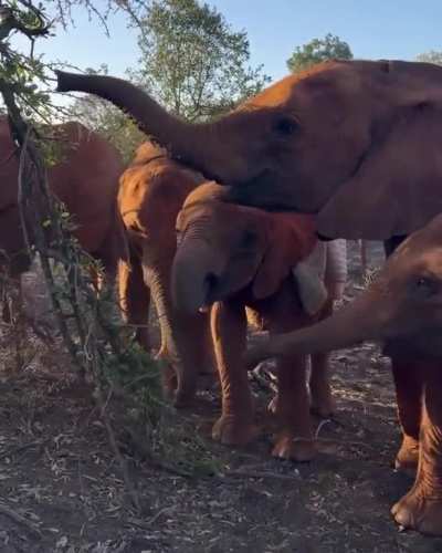 "Hey whatcha guys eating here?" (Watch how curious the first blanket baby is)