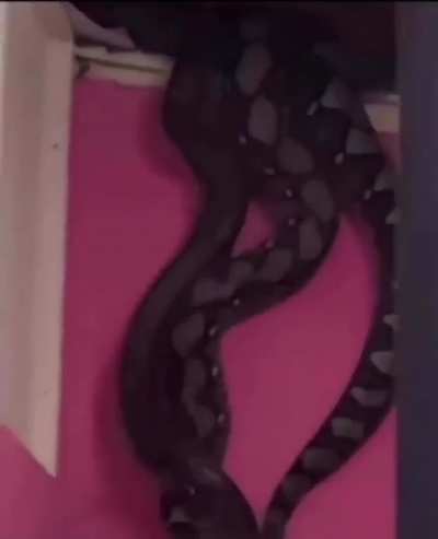 &acirc;Hello Pest Control we have a small snake hanging out of our ceiling&acirc;