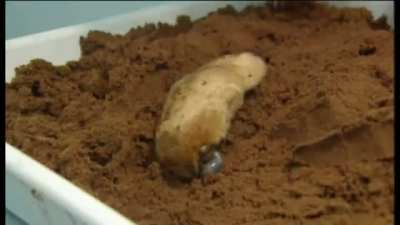 One of Australia's most enigmatic mammals, the marsupial mole "swims" through the sandy soil instead of digging permanent burrows and is rarely seen by humans. Tiny ears, vestigial eyes covered in skin and fur, and a backwards-facing pouch make them well-