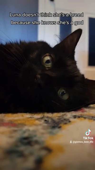 Talking about the exotic "breeds" of my cats.