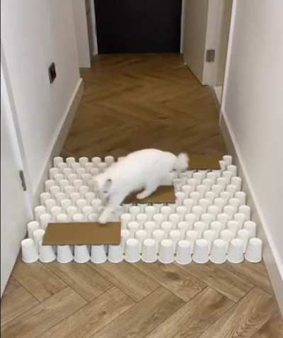 Когда есть много времени и кот
