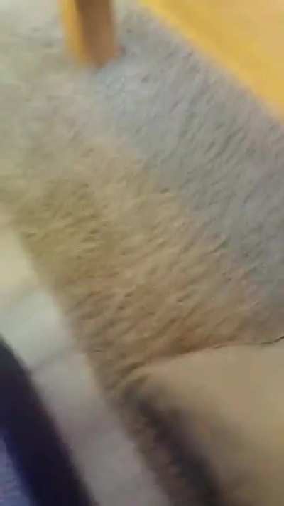 pillow war