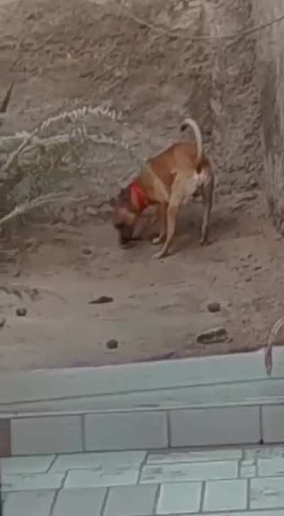Doggo killing it's owner (joke)