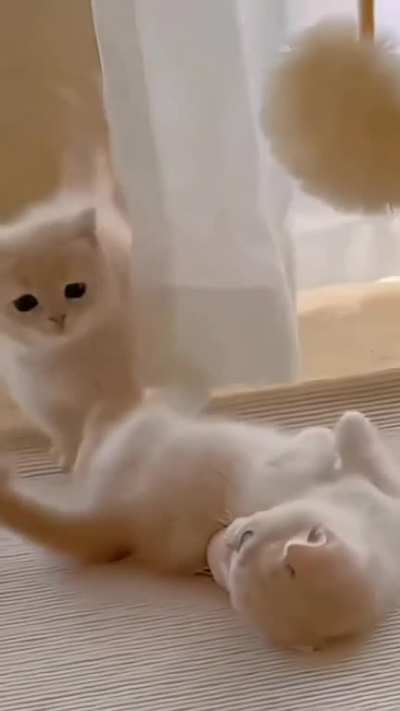Smol cats