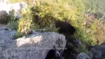 Silly Bear