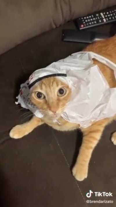 Catto