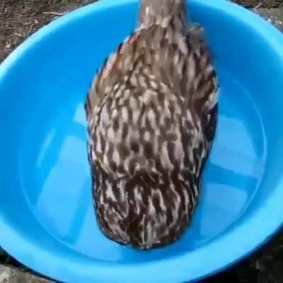 Moist Owlette