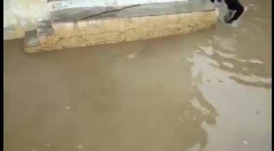 Crocodile on the flooded streets of Vadodara, India.