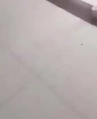 Could you bee any more stupid?