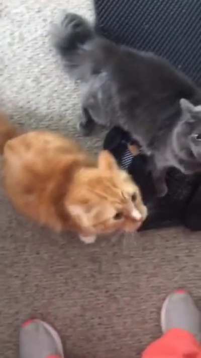 Cats upsetto after finding out mom cheated with the neighbor cat