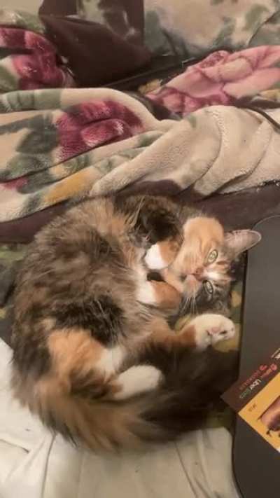 My Chief mouser. Don't let her looks deceive you. She brutally murdered every single mouse in my mouse infested house. I love her.❤️