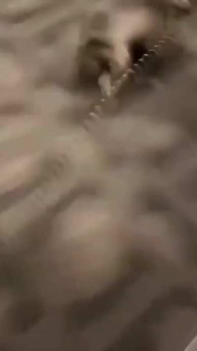 Dog.exe activated