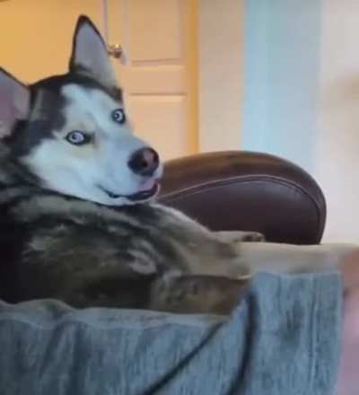 C&rsquo;mon hooman don&rsquo;t stopped