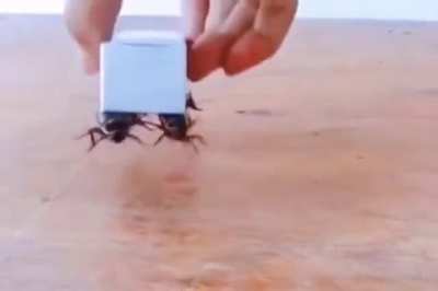 Thanks, I hate cockroaches glued to a box