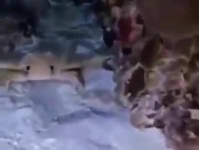 the :3 crab